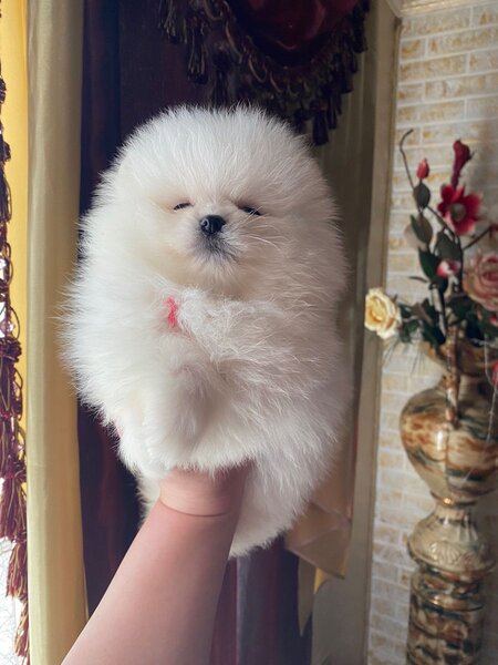 Puiut Pomeranian mini toy