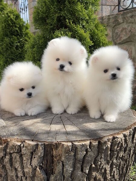 Puiut Pomeranian mini toy