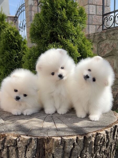 Puiut Pomeranian mini toy