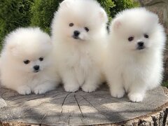 Puiut Pomeranian mini toy