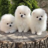 Puiut Pomeranian mini toy