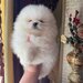 Puiut Pomeranian mini toy