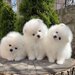 Puiut Pomeranian mini toy
